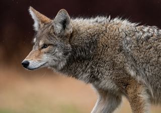 Chupacabras: el mito de un monstruo que evolucionó con el tiempo