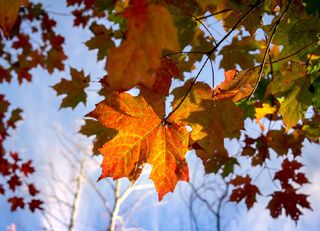 Chute des températures : est-ce pour autant l’automne qui s’installe ?
