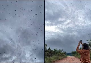 ‘Chuva de aranhas’: entenda o fenômeno que assustou moradores em Minas Gerais
