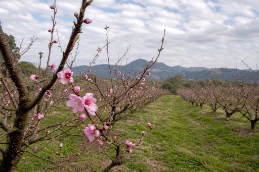 Chuva de at&eacute; 200 mm exp&otilde;e pessegueiros em in&iacute;cio de flora&ccedil;&atilde;o no RS