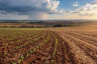 Chuva de até 50 mm no sul de Goiás divide a largada da soja e do milho