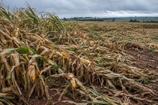 Chuva e rajadas de vento voltam ao Paran&aacute;: milho tombado ainda desafia a colheita