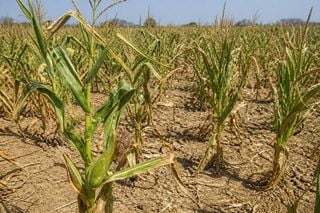 Chuva costeira no Nordeste: milho e feij&atilde;o continuam com d&eacute;ficit em Sergipe, Bahia e Alagoas