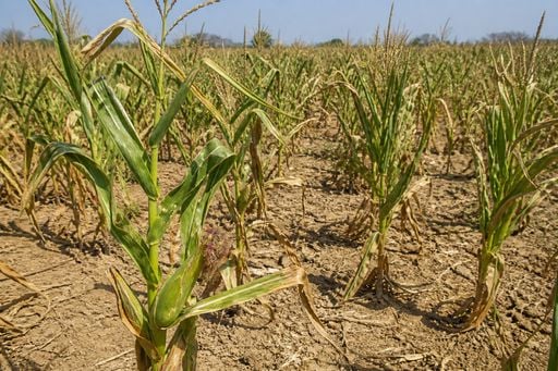 Chuva costeira no Nordeste: milho e feij&atilde;o continuam com d&eacute;ficit em Sergipe, Bahia e Alagoas