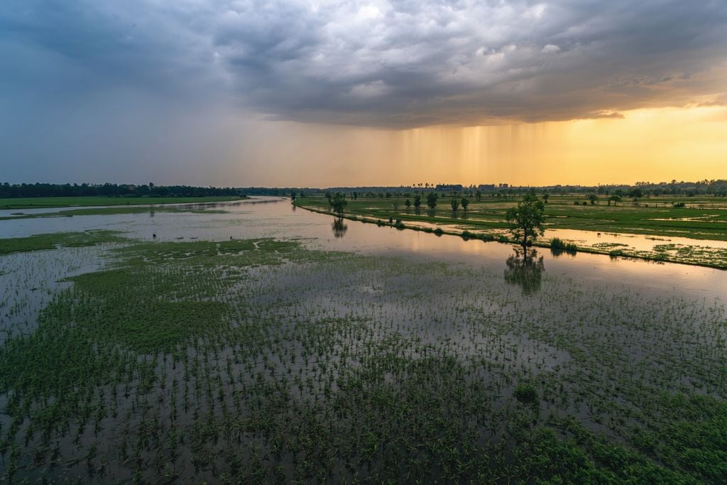 Períodos prolongados de umidade favorecem o aparecimento de doenças e reduzem a qualidade de flores, folhas e frutos.
