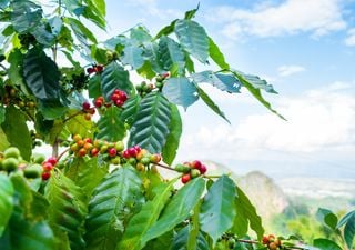 Chuva frequente mantém solo úmido e garante desenvolvimento do café