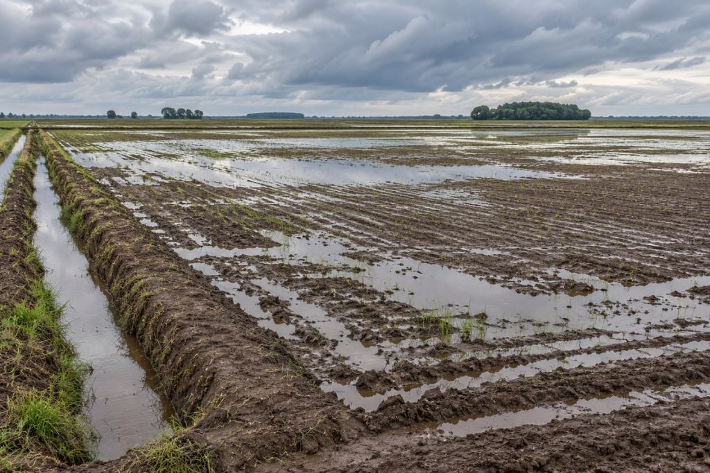 Previsão de chuva forte para quinta-feira (8) no Rio Grande do Sul pode atrasar a semeadura do arroz e exigir vistoria de taipas e canais.