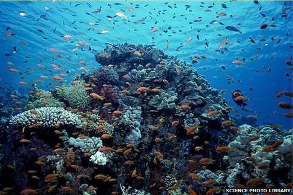 Os oceanos estão se tornando mais ácidos à medida que absorvem mais CO2 da atmosfera Os oceanos estão se tornando mais ácidos à medida que absorvem mais CO2 da atmosfera