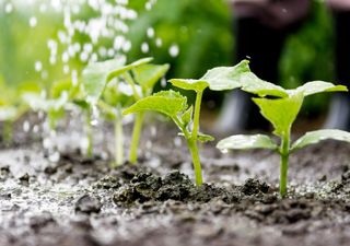 Chuvas em Outubro favorecem o início da safra de grãos no Brasil