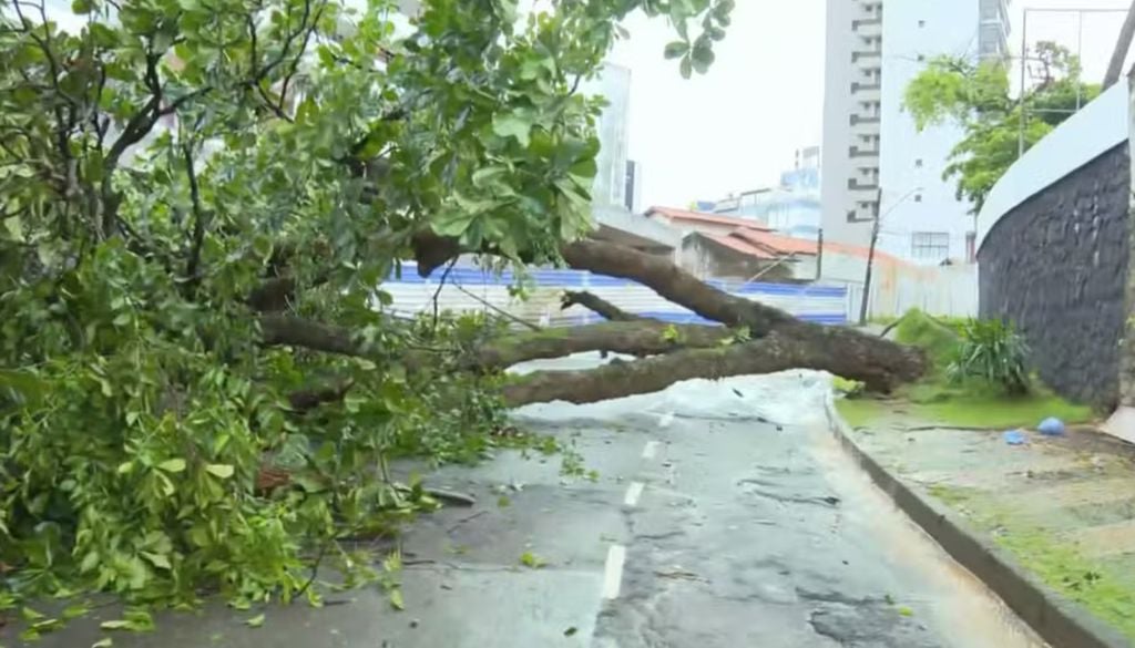 A queda de uma árvore de grande porte derrubou a fiação de um poste de energia e interditou a Alameda das Framboesas, no bairro Caminho das Árvores. Foto: TV Bahia