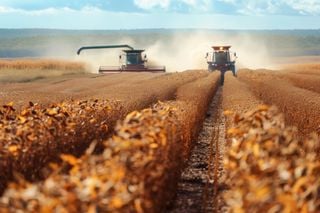 Chuvas em excesso colocam a safra de soja em alerta: como o clima pode afetar os produtores?