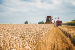 Chuvas intensas e granizo colocam em risco colheita do trigo no PR e SC