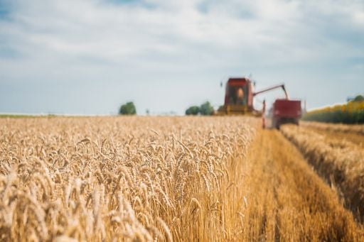 Chuvas intensas e granizo colocam em risco colheita do trigo no PR e SC