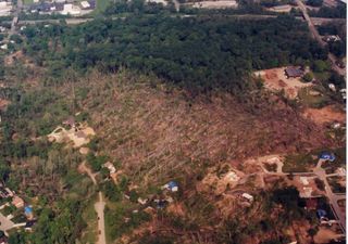 Cicatrices en el bosque: los impactos de un tornado 25 años después 