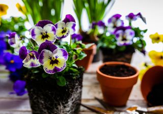 Ciclamen, camelias y pensamientos: las flores que resisten el frío y embellecen tu terraza