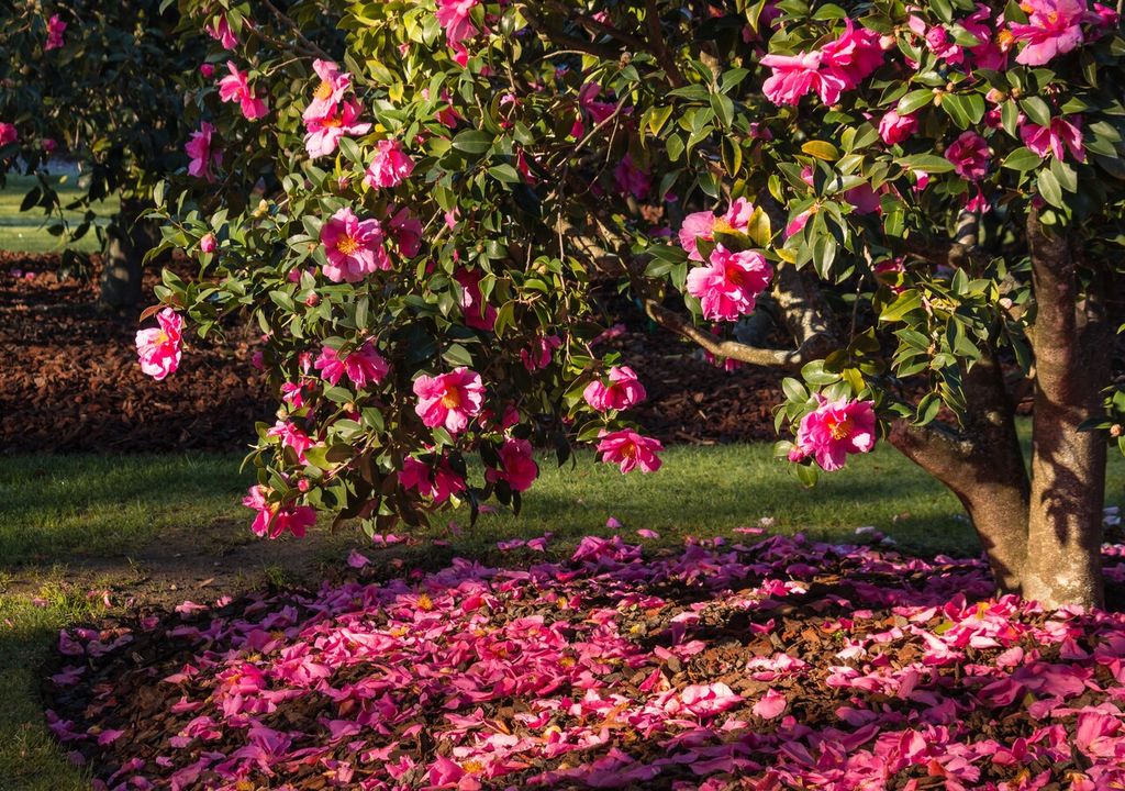 camelia camelia
