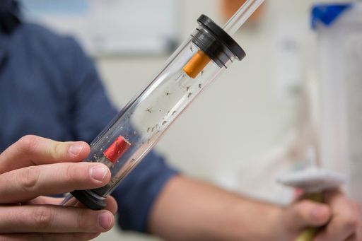 Los ciclos de humedad influyen en el comportamiento de los insectos. &iquest;Y en los seres humanos?