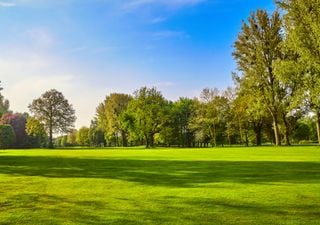 Cidades com mais jardins? Cientistas alertam para a necessidade urgente de vegetação para combater o calor