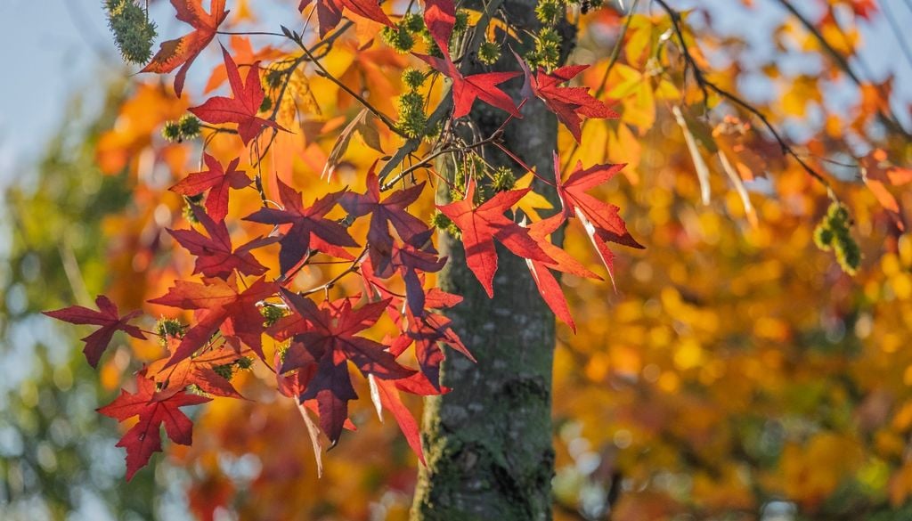 plantas Los días soleados combinados con noches despejadas y frías activan estos tonos rojos y violetas profundos.