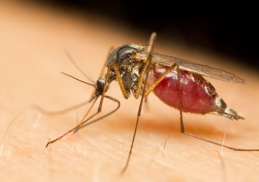 Mosquito absorbiendo sangre de una persona