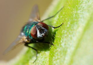 Ciencia con aroma a campo: el estudio chileno que busca convertir plantas en insecticidas naturales