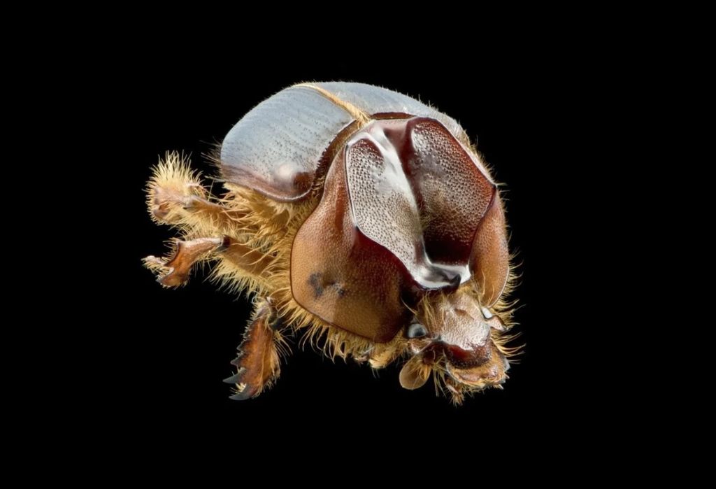 Recém-descrito pela ciência, o besouro (Athyreus arretado) vive nas dunas da Caatinga baiana. Foto: Gabriel Luiz Celante