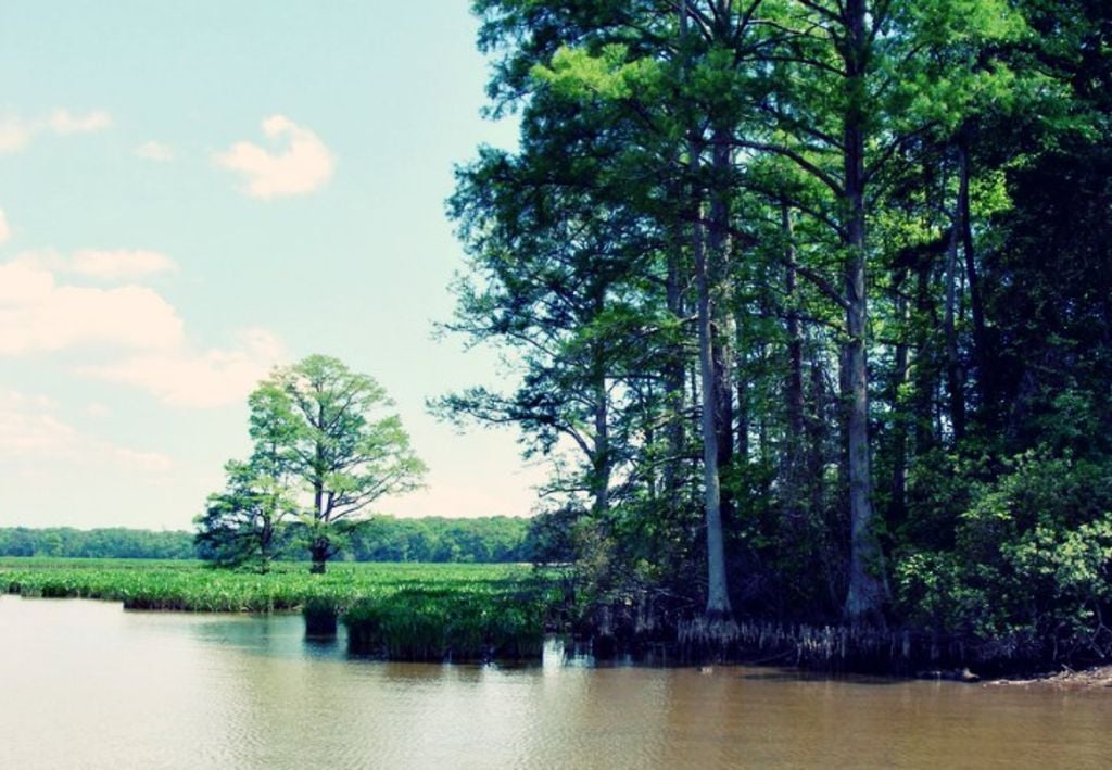 árboles en la orilla de un río o lago