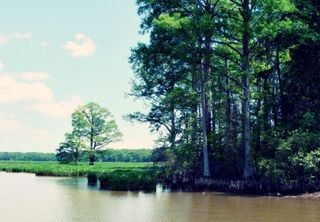 5 formas sorprendentes en las que los árboles ayudan a prevenir inundaciones