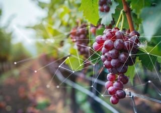 La ciencia podría encontrar el camino para lograr uvas más resistentes al cambio climático