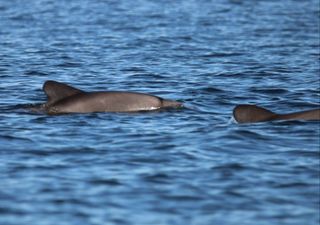 Ciencia y saberes locales se unen para proteger al delfín chileno en Llico