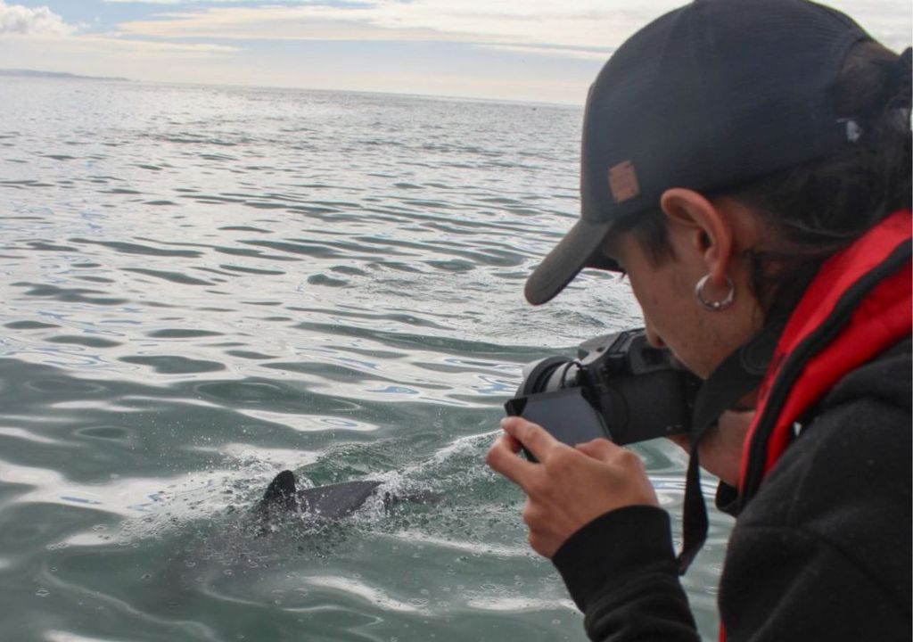 Observación de delfín chileno Observación de delfín chileno