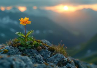 Científicas del CONICET descubren en Argentina la flor más antigua del país: 'Stellula meridionalis' 
