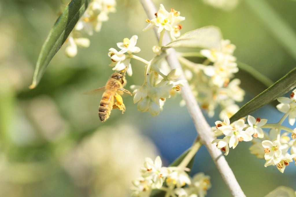 La polinización natural no ocurre en cualquier lado. Para que las abejas lleguen, se necesita un ecosistema que les ofrezca alimento y refugio.