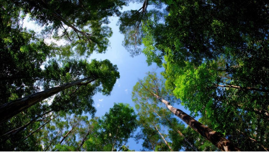 Los bosques, hogares de múltiples ecosistemas se ven fuertemente afectados por sequías e incendios forestales. Su recuperación tarda mucho más de lo que imaginamos.