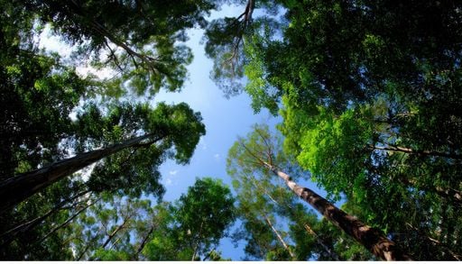 Cient&iacute;ficos muestran que los bosques tardaron 100.000 a&ntilde;os en recuperarse tras un calentamiento (similar al actual)
