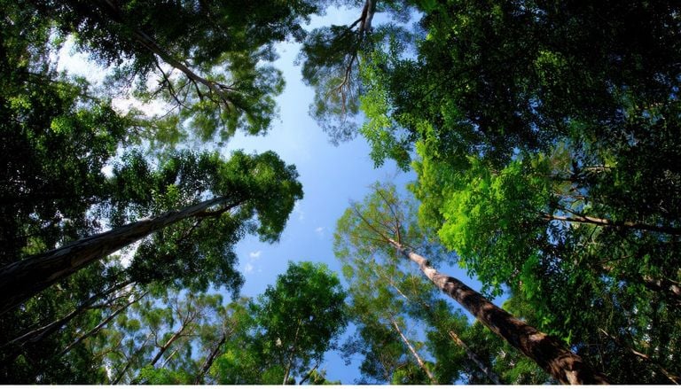 Cient&iacute;ficos muestran que los bosques tardaron 100.000 a&ntilde;os en recuperarse tras un calentamiento (similar al actual)