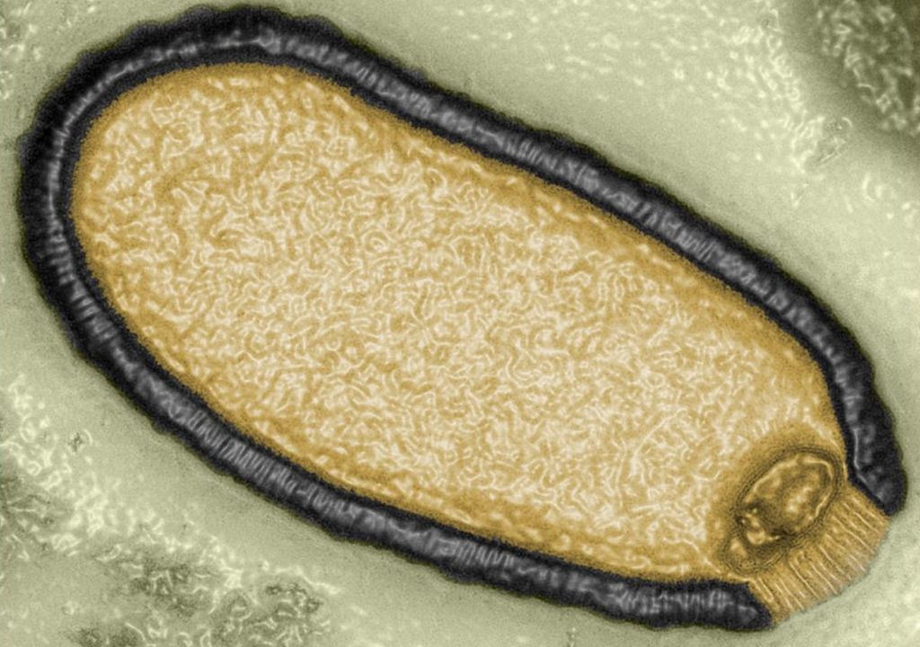 Pithovirus sibérien