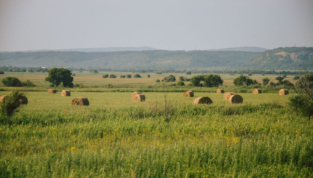 Donde antes había cultivos activos, ahora proliferan parcelas abandonadas colonizadas por vegetación