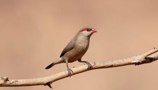 Expertos de la UPV alertan de la relaci&oacute;n entre plantas invasoras y un ave africana que se est&aacute; expandiendo por Espa&ntilde;a