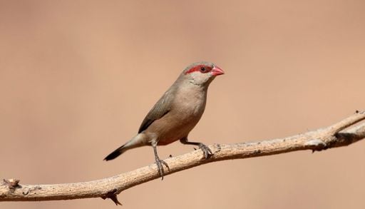 Expertos de la UPV alertan de la relaci&oacute;n entre plantas invasoras y un ave africana que se est&aacute; expandiendo por Espa&ntilde;a