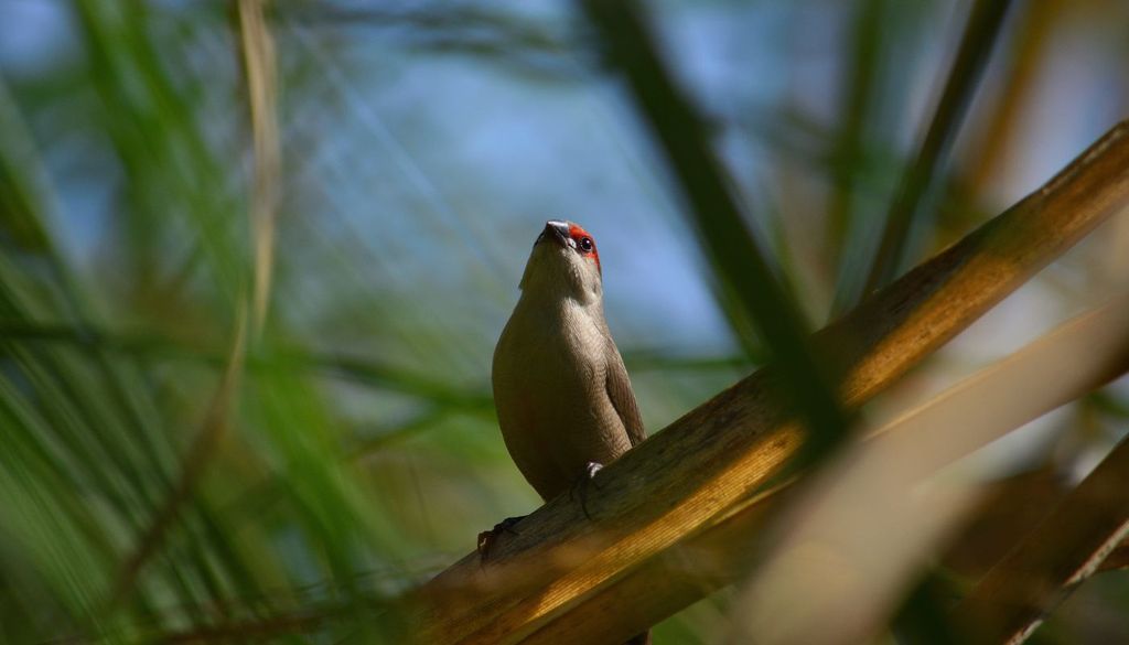 La proliferación de especies invasoras también conlleva costes económicos asociados a su control