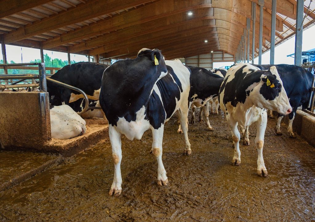 tristeza bovina tristeza bovina