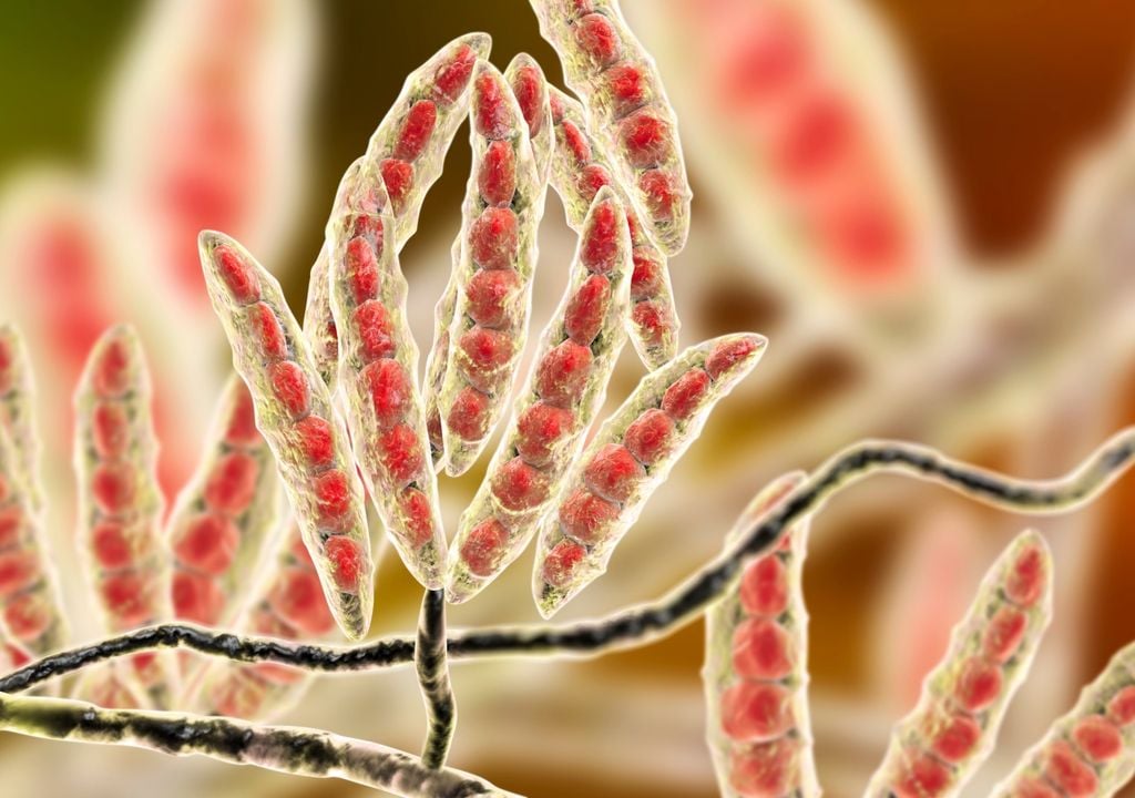 trigo Los ensayos con cebada mostraron que la acción de la bacteria pudo revertir los efectos tóxicos del ácido fusárico sobre las plántulas.