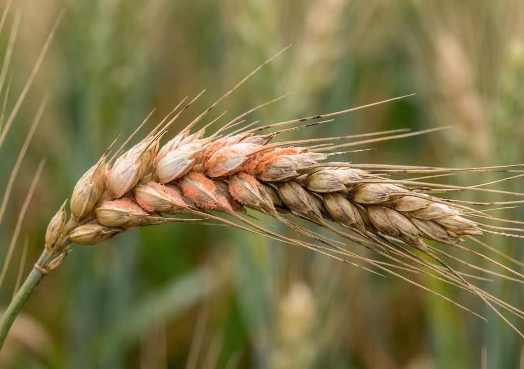 trigo La fusariosis de la espiga puede afectar el rendimiento y la calidad del trigo, especialmente cuando coinciden lluvias y alta humedad durante la floración.