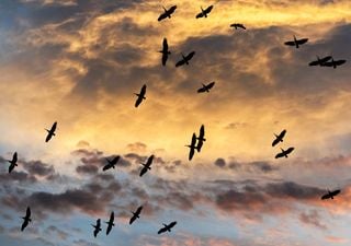 Expertos de la Universidad de York desarrollan sensores que imitan a las aves para revolucionar la navegaci&oacute;n