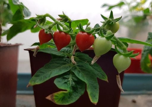 Cient&iacute;ficos chilenos desarrollan un "supertomate" capaz de combatir el envejecimiento celular