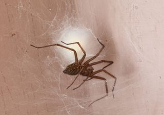 Científicos chilenos reciben premio en Reino Unido por revelar un sorprendente hábito de la araña de rincón