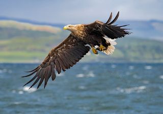 Unos científicos confirman el nacimiento en Castilla y León del primer pigargo, un águila extinguida en el siglo XIX