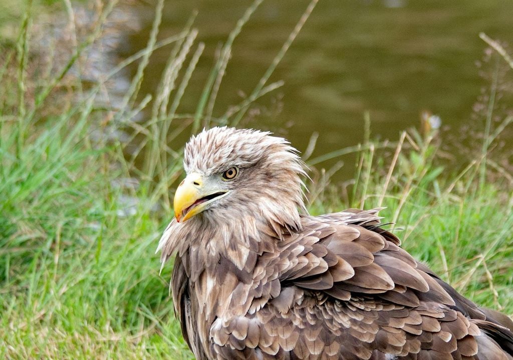 Águila Águila