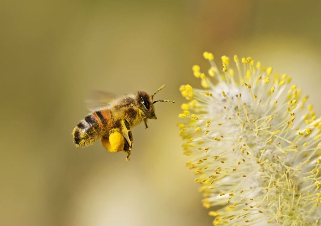 El viento no solo transporta granos de polen a largas distancias, sino que también influye en su concentración local